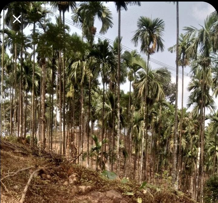 985 Acres Red Soil Commercial Land for Sale Near Dharmasthala, Dakshina Kannada District, Karnataka | BHOOVIX BX-32723