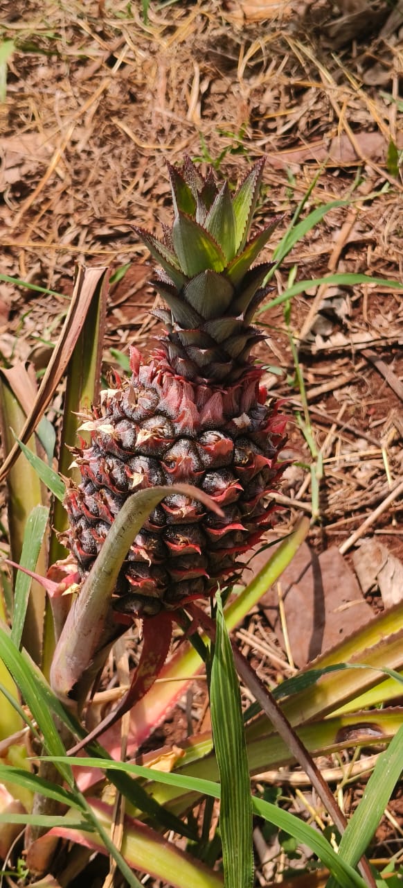 2 Acres Red Soil Pineapple Garden Land for Sale in Kohir Mandal, Sangareddy District, Telangana | BHOOVIX BX-32730