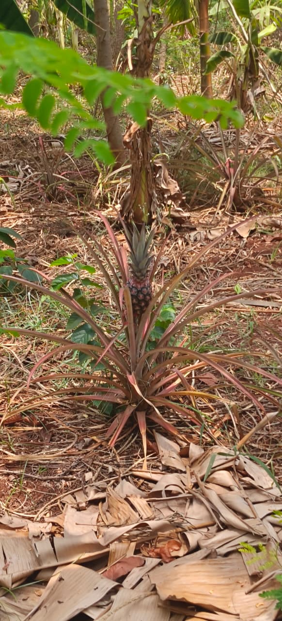 2 Acres Red Soil Pineapple Garden Land for Sale in Kohir Mandal, Sangareddy District, Telangana | BHOOVIX BX-32730