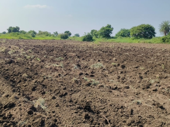 1 Acre 20 Guntas Black Soil Land