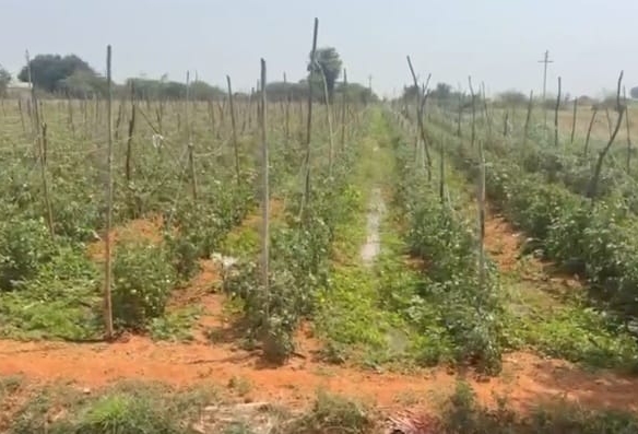 BT Road Facing Red Soil Agriculture Land