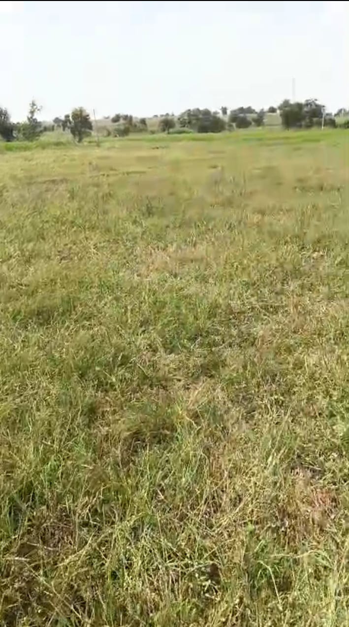 Black Soil Land