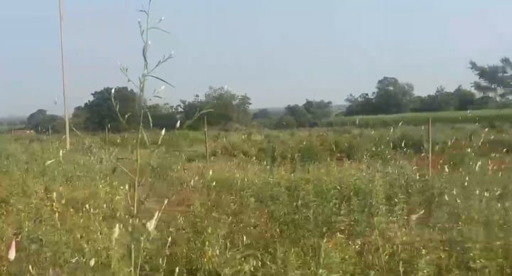 2 Acres Red Soil Agriculture Land for Sale in Bidar District, Karnataka | ₹14 Lakhs Per Acre | BHOOVIX BX-32913