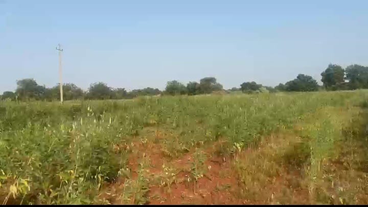 2 Acres Red Soil Agriculture Land for Sale in Bidar District, Karnataka | ₹14 Lakhs Per Acre | BHOOVIX BX-32913