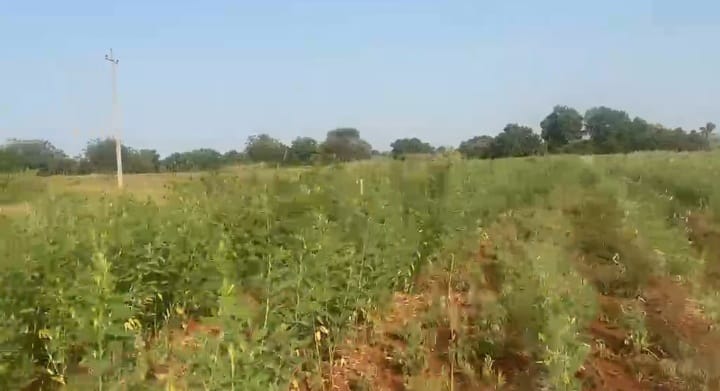2 Acres Red Soil Agriculture Land for Sale in Bidar District, Karnataka | ₹14 Lakhs Per Acre | BHOOVIX BX-32913