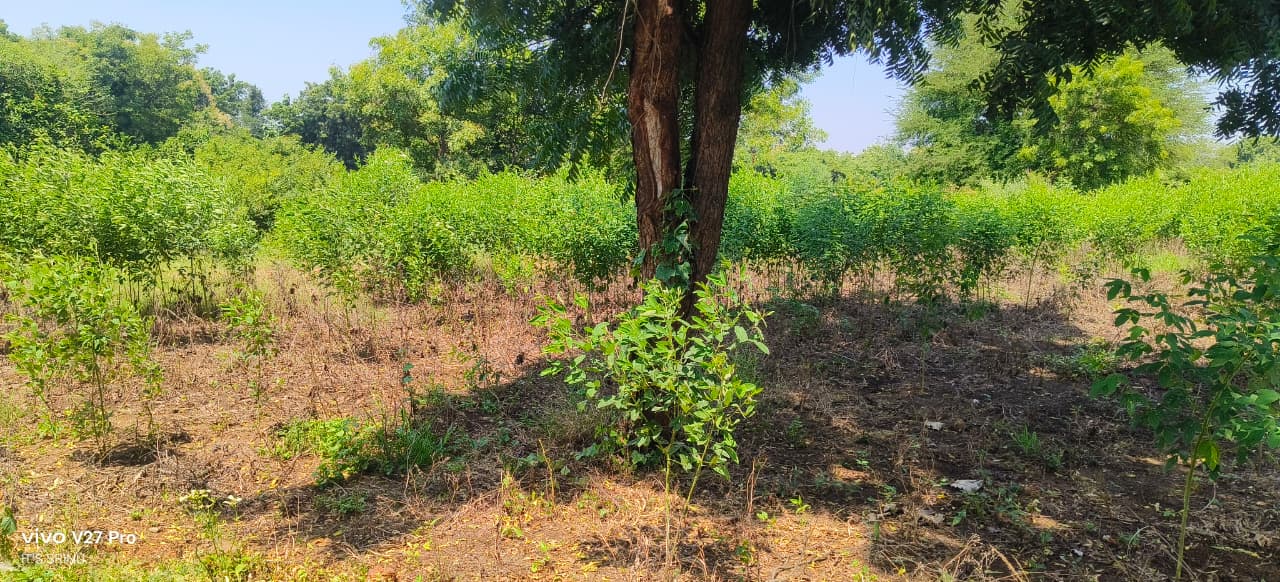 1 Acre 12 Guntas Red Soil Land for Sale in Vikarabad District, Telangana | ₹45 Lakhs/Acre | BHOOVIX BX-33014