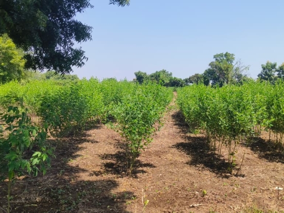 Red Soil Land