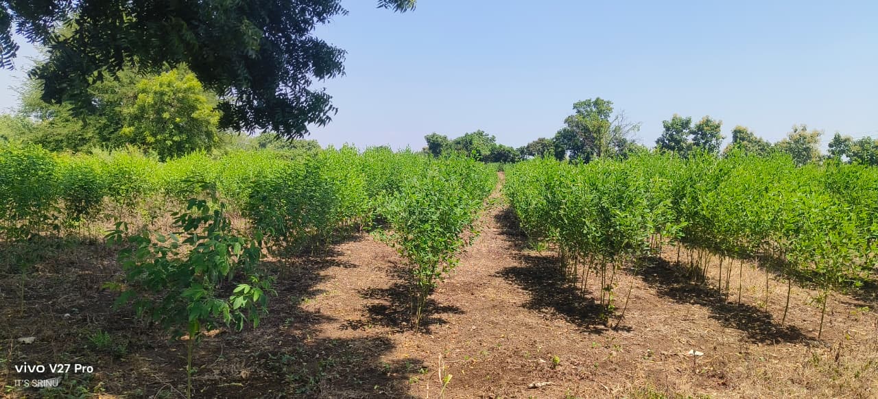 Red Soil Land