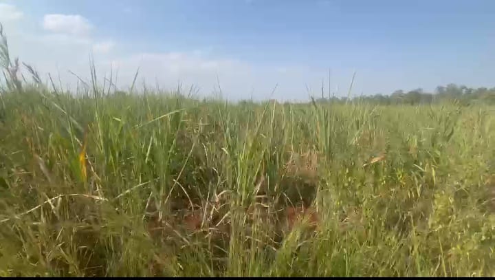 5 Acres Red Soil Agriculture Land for Sale in Humnabad taluk, Karnataka | ₹13 Lakhs/Acre | BHOOVIX BX-32942
