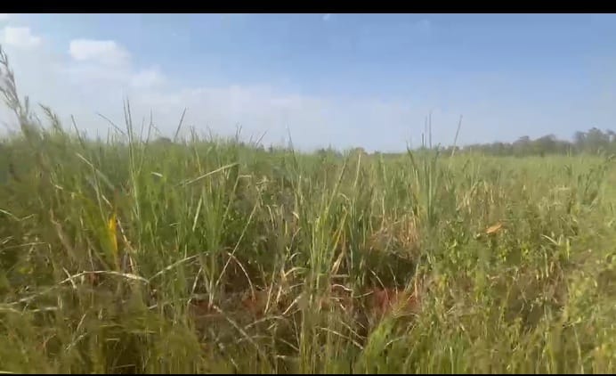 5 Acres Red Soil Agriculture Land for Sale in Humnabad taluk, Karnataka | ₹13 Lakhs/Acre | BHOOVIX BX-32942