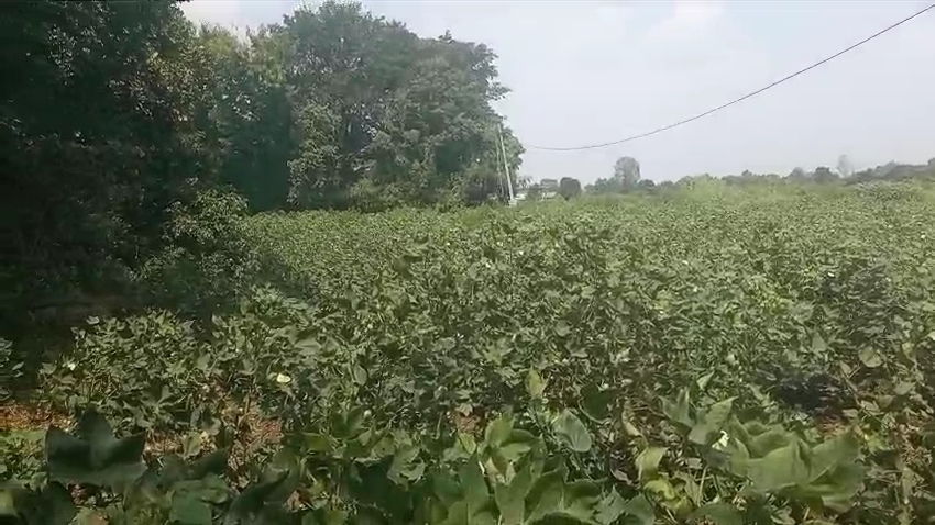 20 Guntas Red Soil Land for Sale in Vikarabad District, Telangana| ₹15 Lakhs per Gunta | BHOOVIX BX-33008