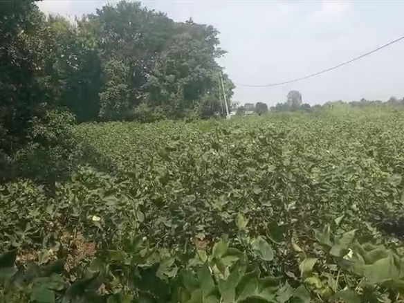 20 Guntas Red Soil Land