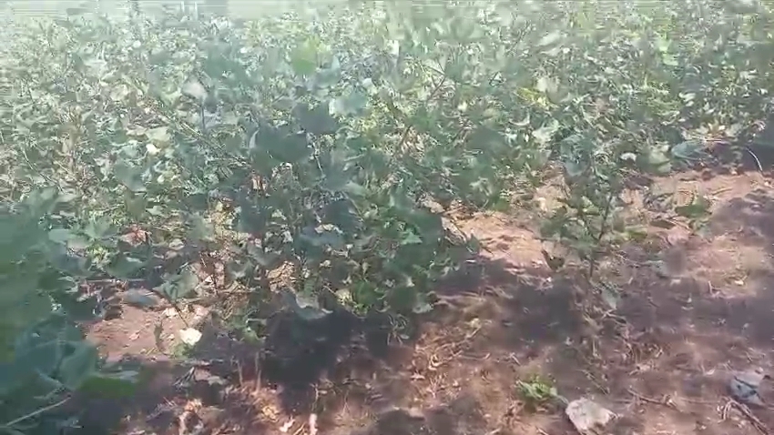 20 Guntas Red Soil Land for Sale in Vikarabad District, Telangana| ₹15 Lakhs per Gunta | BHOOVIX BX-33008