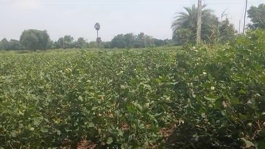 20 Guntas Red Soil Land for Sale in Vikarabad District, Telangana| ₹15 Lakhs per Gunta | BHOOVIX BX-33008