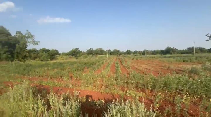 6 Acre Red Soil Agriculture Land for Sale in Humnabad Taluk, Bidar District, Karnataka | ₹13 Lakhs/Acre | BHOOVIX BX-32954