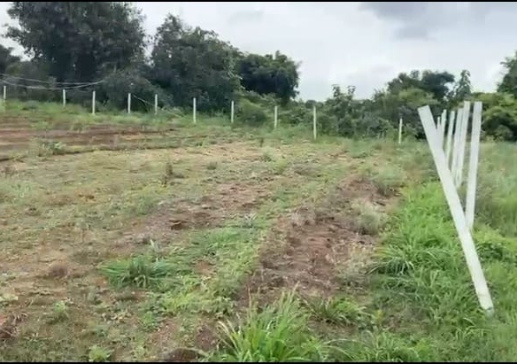 Black Soil Agriculture Land