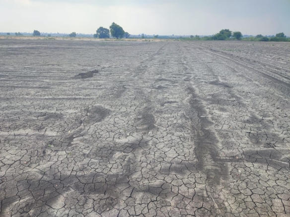 7.26 acres Black soil agriculture land