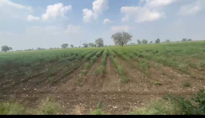 5 Acres BT Road Attached Agriculture Land in Sedam Taluk, Karnataka | ₹25 Lakhs/Acre | BHOOVIX BX-33092