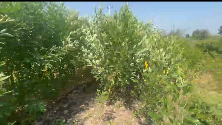 1 Acre Black Soil Agriculture Land in Sedam Taluk, Karnataka | ₹16 Lakhs Per Acre | BHOOVIX BX-33101