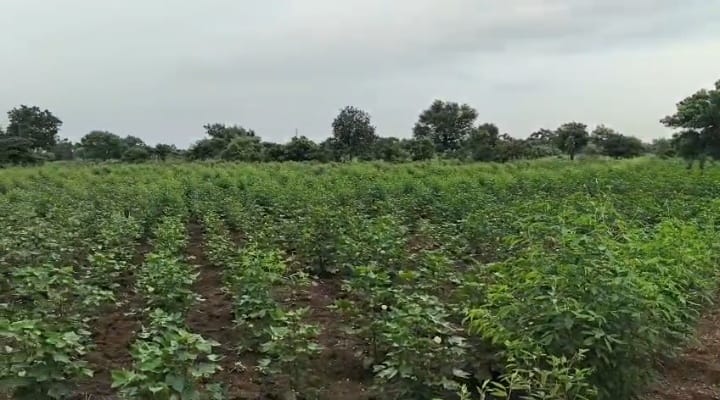 1 Acre 16 Guntas Black Soil Agriculture Land for Sale in Bantawaram Mandal, Vikarabad District, Telangana | ₹26 Lakhs/Acre | BHOOVIX BX-33171