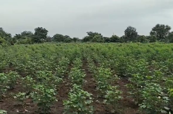 Black Soil Agriculture Land