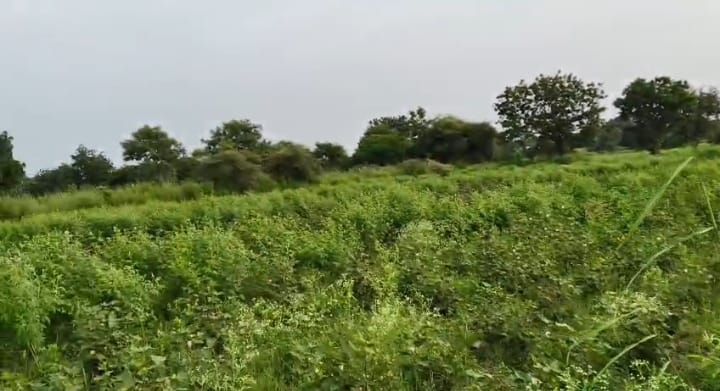 3 Acres Black Soil Agriculture Land in Batwaram mandal, Vikarabad District, Telangana|  | ₹26 lakhs/Acre | BHOOVIX BX-33177