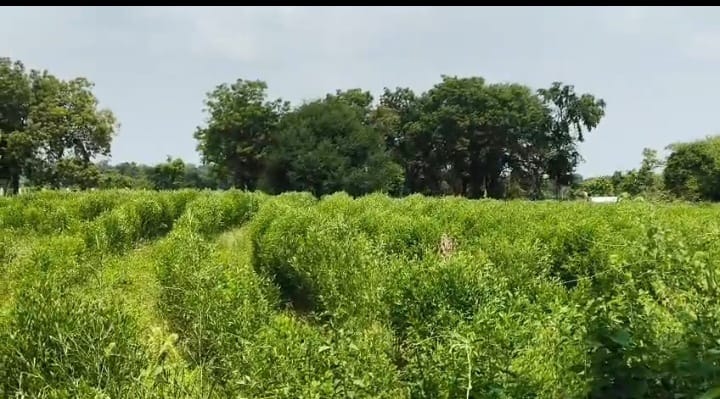 1 Acre Black Soil Agriculture Land in Dharur Mandal, Vikarabad District, Telangana | ₹40 Lakhs/Acre | BHOOVIX BX-33182