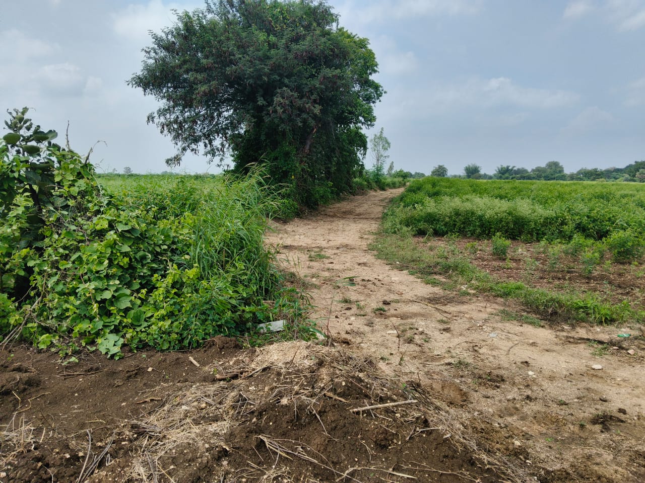 2 Acres Black Soil Land