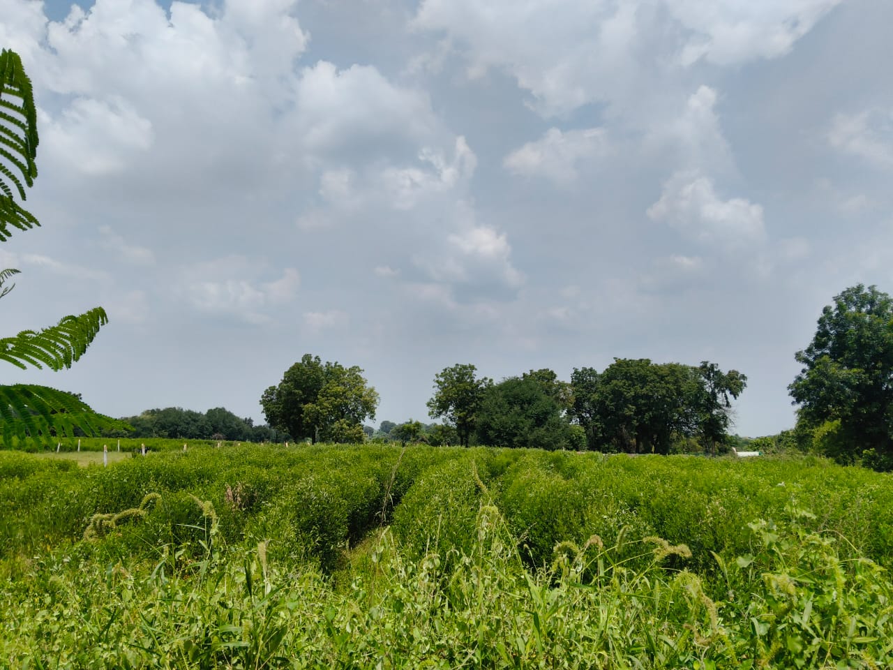 1 Acre Black Soil Agriculture Land in Dharur Mandal, Vikarabad District, Telangana|₹35 Lakhs/Acre | BHOOVIX BX-33193