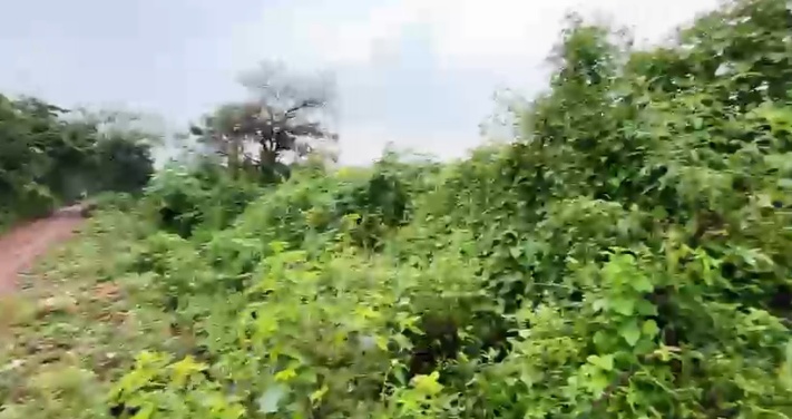 24 Guntas Black Soil Agriculture Land for Sale in Zaheerabad Mandal, Sangareddy District, Telangana | ₹1.5 Lakhs/Gunta | BHOOVIX BX-33279