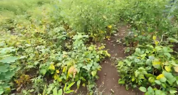 24 Guntas Black Soil Agriculture Land for Sale in Zaheerabad Mandal, Sangareddy District, Telangana | ₹1.5 Lakhs/Gunta | BHOOVIX BX-33279