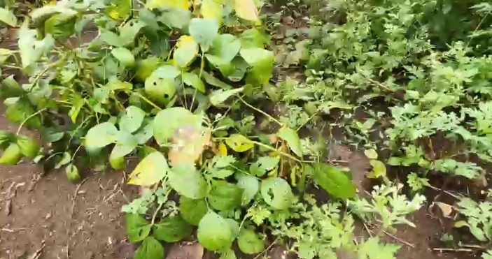24 Guntas Black Soil Agriculture Land for Sale in Zaheerabad Mandal, Sangareddy District, Telangana | ₹1.5 Lakhs/Gunta | BHOOVIX BX-33279