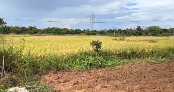 3 Acres Agriculture Land for Sale in Narayankhed Mandal, Sangareddy District, Telangana | ₹52 Lakhs/Acre | BHOOVIX BX-33292