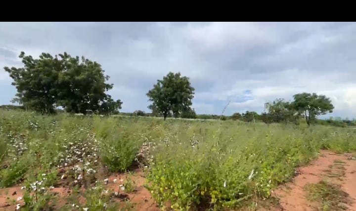 3 Acres Agriculture Land for Sale in Narayankhed Mandal, Sangareddy District, Telangana | ₹52 Lakhs/Acre | BHOOVIX BX-33292