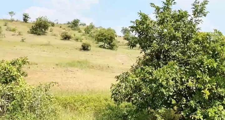₹7.5 Lakhs/Acre | 3 Acres Agriculture Land for Sale in Kamalapur Taluk, Kalaburagi District, Karnataka | BHOOVIX BX-33298