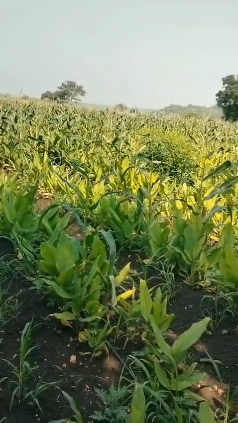 1 Acre Black Soil Agricultural Land for Sale in Marpally Mandal, Vikarabad District, Telangana | BHOOVIX BX-33315