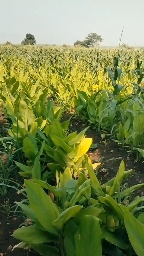 1 Acre Black Soil Agricultural Land for Sale in Marpally Mandal, Vikarabad District, Telangana | BHOOVIX BX-33315