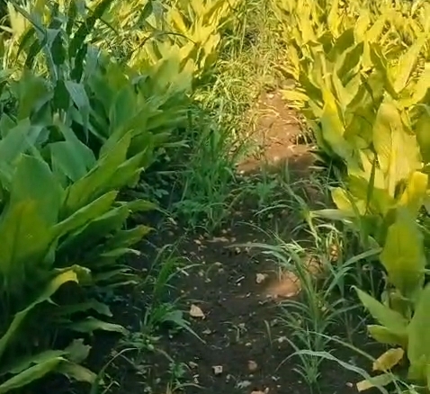 1 acre Black soil land