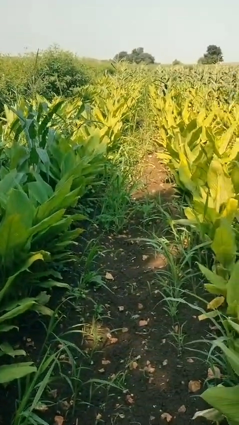 1 acre Black soil land