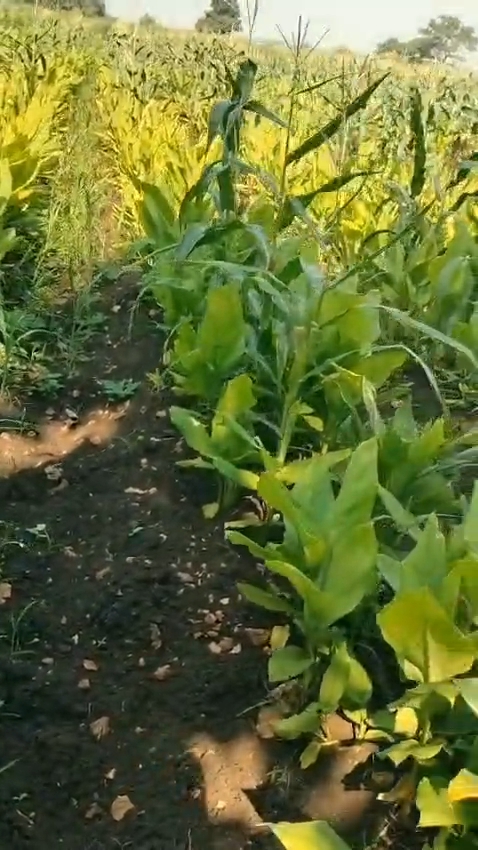 1 Acre Black Soil Agricultural Land for Sale in Marpally Mandal, Vikarabad District, Telangana | BHOOVIX BX-33315