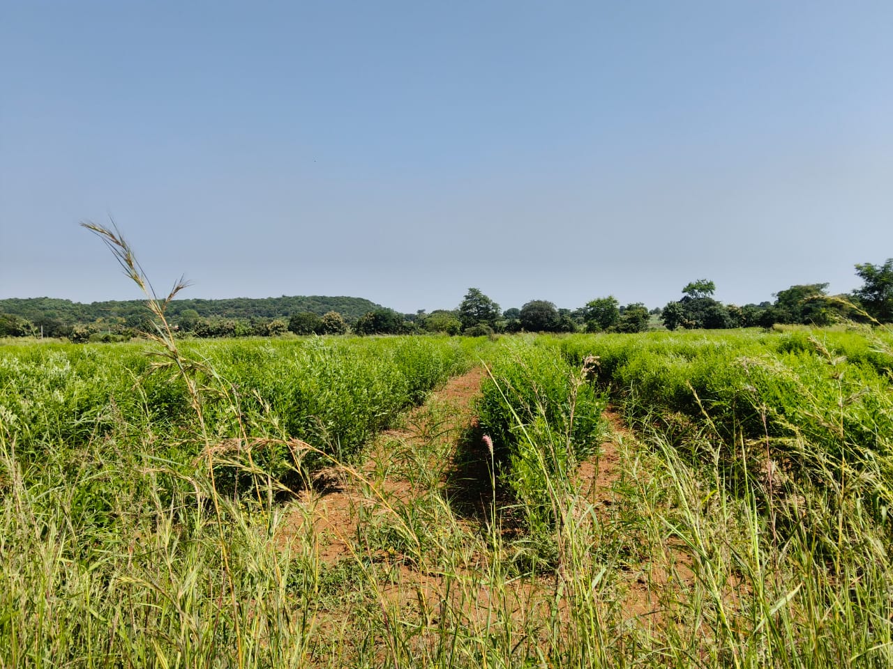 3 Acres Red Soil Agriculture Land for Sale in Vikarabad District, Telangana|  ₹55 Lakhs per Acre | BHOOVIX BX-33566