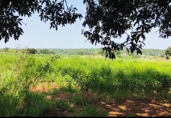 3 Acres Red Soil Agriculture Land