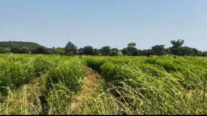 3 Acres Red Soil Agriculture Land for Sale in Vikarabad District, Telangana|  ₹55 Lakhs per Acre | BHOOVIX BX-33566