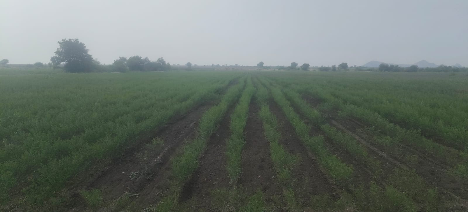 19 Acres Black Soil Agricultural Land for Sale National Highway to 3rd Bit, Andhra Pradesh | BHOOVIX BX-33605
