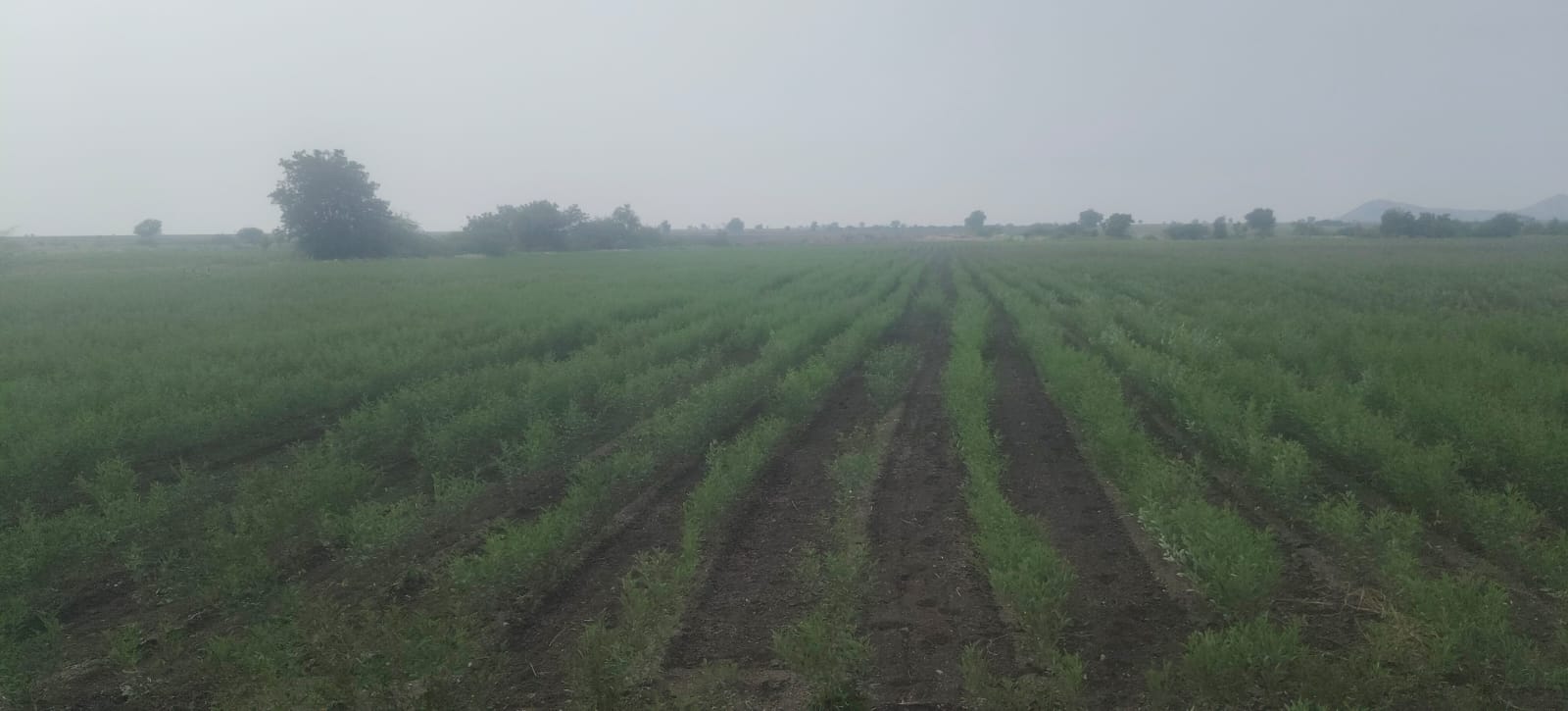 19 Acres Black Soil Agricultural Land for Sale National Highway to 3rd Bit, Andhra Pradesh | BHOOVIX BX-33605