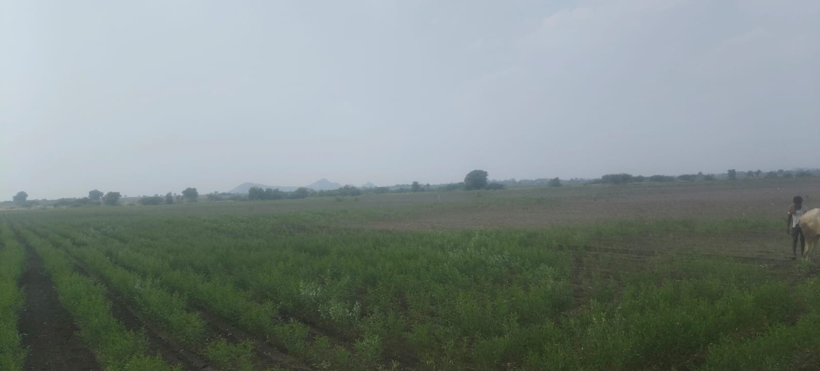 19 Acres Black Soil Agricultural Land for Sale National Highway to 3rd Bit, Andhra Pradesh | BHOOVIX BX-33605