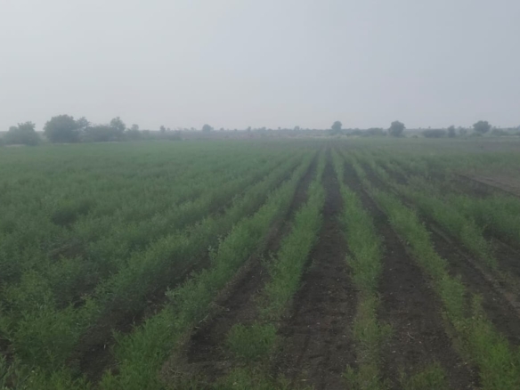 Black Soil Agricultural Land