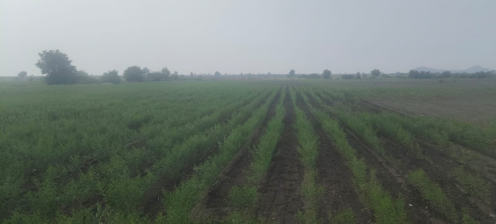 Black Soil Agricultural Land