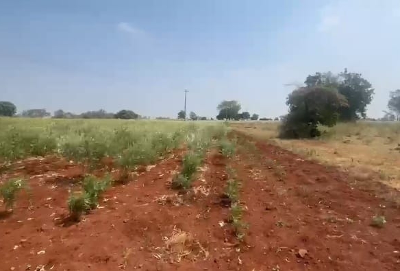 50 Acres Red Soil Agriculture Land
