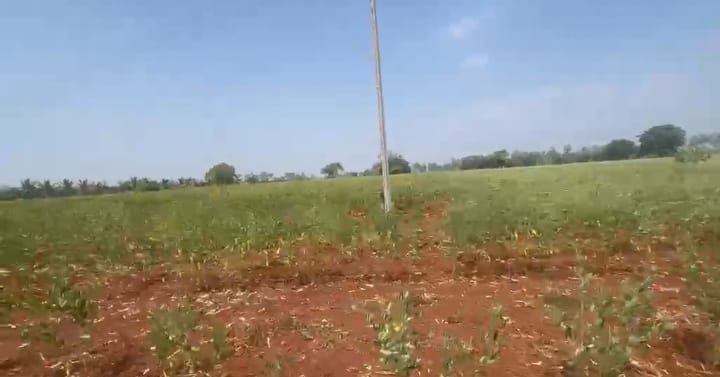 50 Acres Red Soil Agriculture Land in Basavakalyan Taluk, Bidar District, Karnataka| ₹18 Lakhs per Acre | BHOOVIX BX-33649